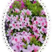 ヒメ日記 2026/04/16 15:00 投稿 あゆみ ニューヨークニューヨーク