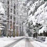 ヒメ日記 2024/12/22 11:46 投稿 椿 ニューヨークニューヨーク