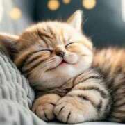 ヒメ日記 2025/02/08 09:41 投稿 椿 ニューヨークニューヨーク