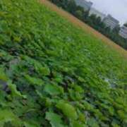 ヒメ日記 2025/06/07 09:22 投稿 椿 ニューヨークニューヨーク