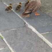 ヒメ日記 2025/06/28 09:34 投稿 椿 ニューヨークニューヨーク