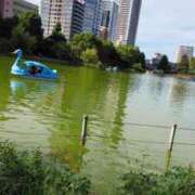 ヒメ日記 2025/10/04 07:36 投稿 椿 ニューヨークニューヨーク