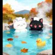 ヒメ日記 2025/11/08 08:17 投稿 椿 ニューヨークニューヨーク