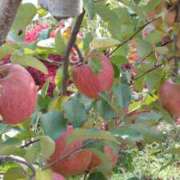 ヒメ日記 2025/11/15 07:51 投稿 椿 ニューヨークニューヨーク