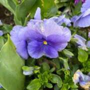 ヒメ日記 2025/04/06 16:52 投稿 千佳 ニューヨークニューヨーク