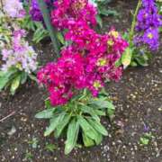 ヒメ日記 2025/04/13 09:27 投稿 千佳 ニューヨークニューヨーク