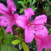 ヒメ日記 2025/04/18 09:26 投稿 千佳 ニューヨークニューヨーク