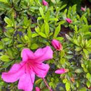 ヒメ日記 2025/05/04 16:51 投稿 千佳 ニューヨークニューヨーク