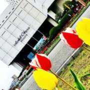 ヒメ日記 2025/04/24 03:40 投稿 千明 Minx（ミンクス）