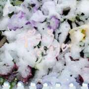 ヒメ日記 2025/03/19 10:12 投稿 岡田もも セレブショップ新宿（東京ハレ系）