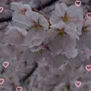 ヒメ日記 2026/03/28 10:25 投稿 岡田もも セレブショップ新宿（東京ハレ系）