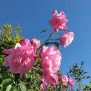 ヒメ日記 2024/12/11 07:16 投稿 斉藤恵 セレブショップ新宿（東京ハレ系）