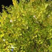 ヒメ日記 2024/12/12 18:07 投稿 斉藤恵 セレブショップ新宿（東京ハレ系）