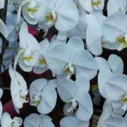 ヒメ日記 2024/12/13 11:46 投稿 斉藤恵 セレブショップ新宿（東京ハレ系）