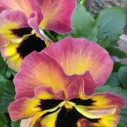 ヒメ日記 2024/12/15 07:16 投稿 斉藤恵 セレブショップ新宿（東京ハレ系）