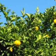 ヒメ日記 2024/12/16 14:11 投稿 斉藤恵 セレブショップ新宿（東京ハレ系）