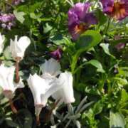 ヒメ日記 2024/12/17 11:05 投稿 斉藤恵 セレブショップ新宿（東京ハレ系）