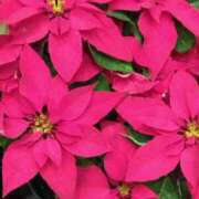 ヒメ日記 2024/12/24 10:49 投稿 斉藤恵 セレブショップ新宿（東京ハレ系）