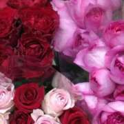 ヒメ日記 2024/12/24 14:45 投稿 斉藤恵 セレブショップ新宿（東京ハレ系）