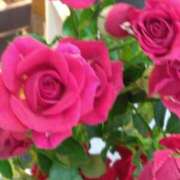 ヒメ日記 2024/12/25 18:16 投稿 斉藤恵 セレブショップ新宿（東京ハレ系）