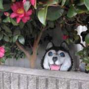 ヒメ日記 2024/12/28 00:37 投稿 斉藤恵 セレブショップ新宿（東京ハレ系）