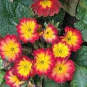 ヒメ日記 2024/12/28 07:03 投稿 斉藤恵 セレブショップ新宿（東京ハレ系）