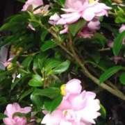 ヒメ日記 2024/12/28 21:15 投稿 斉藤恵 セレブショップ新宿（東京ハレ系）