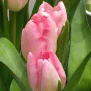 ヒメ日記 2024/12/29 07:15 投稿 斉藤恵 セレブショップ新宿（東京ハレ系）