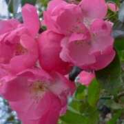 ヒメ日記 2024/12/29 18:46 投稿 斉藤恵 セレブショップ新宿（東京ハレ系）