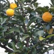 ヒメ日記 2025/01/10 05:17 投稿 斉藤恵 セレブショップ新宿（東京ハレ系）