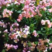 ヒメ日記 2025/01/11 20:18 投稿 斉藤恵 セレブショップ新宿（東京ハレ系）