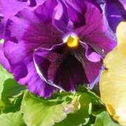 ヒメ日記 2025/01/13 10:51 投稿 斉藤恵 セレブショップ新宿（東京ハレ系）