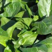 ヒメ日記 2025/01/14 22:02 投稿 斉藤恵 セレブショップ新宿（東京ハレ系）