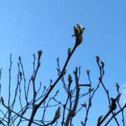 ヒメ日記 2025/01/15 08:44 投稿 斉藤恵 セレブショップ新宿（東京ハレ系）