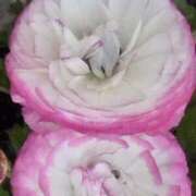 ヒメ日記 2025/01/15 20:45 投稿 斉藤恵 セレブショップ新宿（東京ハレ系）