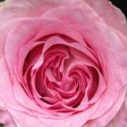 ヒメ日記 2025/02/09 07:15 投稿 斉藤恵 セレブショップ新宿（東京ハレ系）