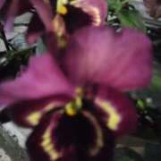 ヒメ日記 2025/02/10 00:14 投稿 斉藤恵 セレブショップ新宿（東京ハレ系）