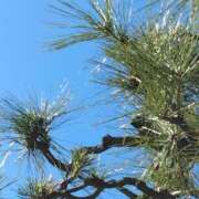 ヒメ日記 2025/02/10 11:01 投稿 斉藤恵 セレブショップ新宿（東京ハレ系）