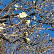 ヒメ日記 2025/02/11 08:15 投稿 斉藤恵 セレブショップ新宿（東京ハレ系）