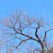 ヒメ日記 2025/02/11 15:27 投稿 斉藤恵 セレブショップ新宿（東京ハレ系）