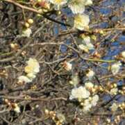 ヒメ日記 2025/02/13 11:30 投稿 斉藤恵 セレブショップ新宿（東京ハレ系）