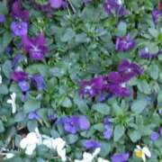 ヒメ日記 2025/02/17 00:15 投稿 斉藤恵 セレブショップ新宿（東京ハレ系）