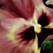 ヒメ日記 2025/02/17 19:04 投稿 斉藤恵 セレブショップ新宿（東京ハレ系）