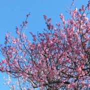 ヒメ日記 2025/02/18 14:48 投稿 斉藤恵 セレブショップ新宿（東京ハレ系）