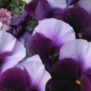 ヒメ日記 2025/02/19 07:15 投稿 斉藤恵 セレブショップ新宿（東京ハレ系）