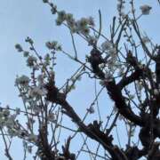 ヒメ日記 2025/02/19 22:24 投稿 斉藤恵 セレブショップ新宿（東京ハレ系）