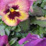 ヒメ日記 2025/02/20 20:31 投稿 斉藤恵 セレブショップ新宿（東京ハレ系）