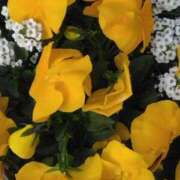 ヒメ日記 2025/02/21 11:15 投稿 斉藤恵 セレブショップ新宿（東京ハレ系）