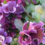 ヒメ日記 2025/02/26 07:15 投稿 斉藤恵 セレブショップ新宿（東京ハレ系）