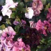 ヒメ日記 2025/03/01 23:55 投稿 斉藤恵 セレブショップ新宿（東京ハレ系）